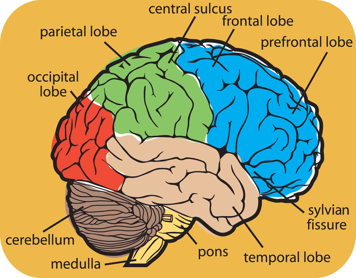 brain_parts